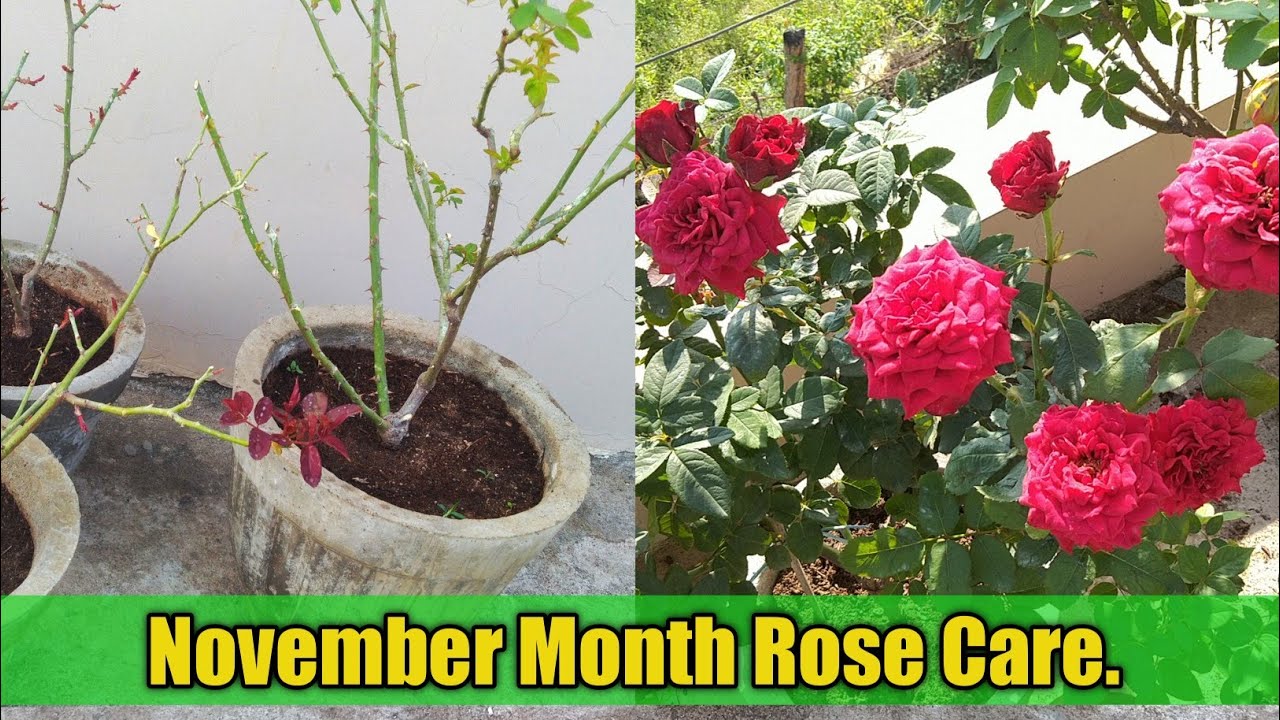 How to take care of roses in November November month rose care