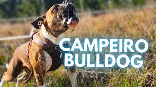 Campeiro Bulldog - TOP 10 Interesting Facts by Rocadog 1,769 views 6 months ago 5 minutes, 44 seconds