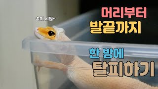 레오파드게코, 속시원한 탈피 영상!! leopard gecko shedding movie!!