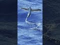 空を飛ぶ事により食べられる魚、トビウオ！