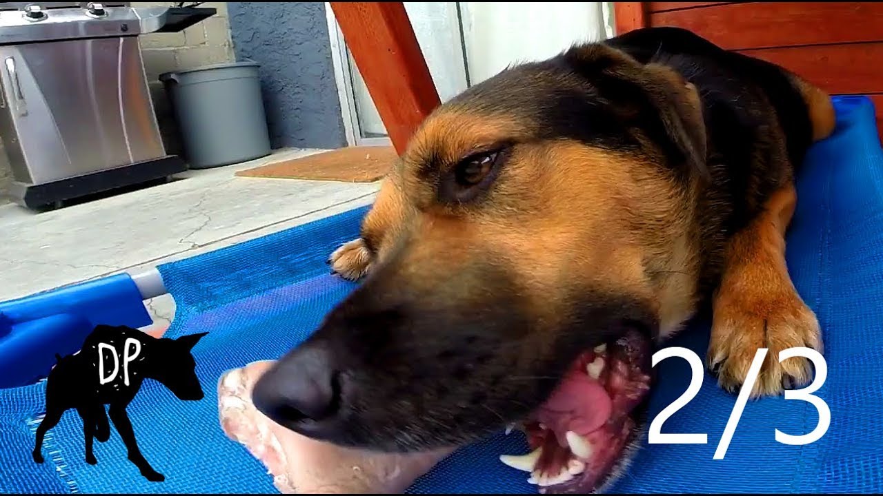 Edu vs frozen raw pigs foot | Raw Dog Treat | Part 2 - YouTube