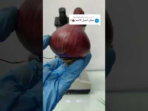 البصل الأحمر تحت الميكروسكوب   بصل احمر