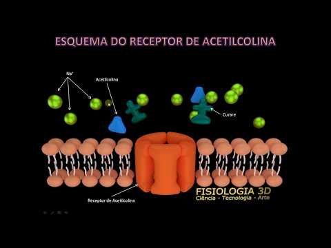 Vídeo: PACAP E Seus Receptores Nas Artérias Cranianas E Mastócitos