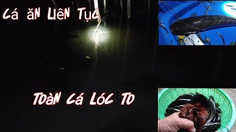 Cắm câu cá lóc trong rừng tràm | trúng đậm bầy cá lóc bự cá dính liên tục | Long An quê tôi