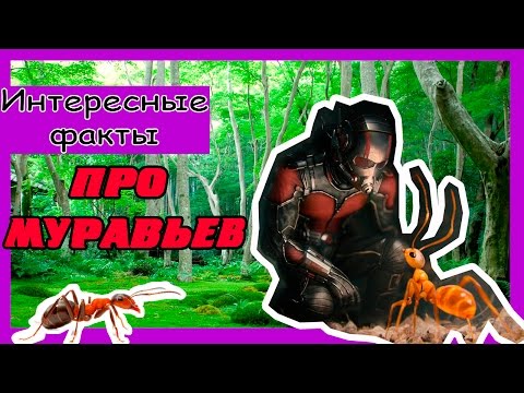 Интересные факты о муравьях.