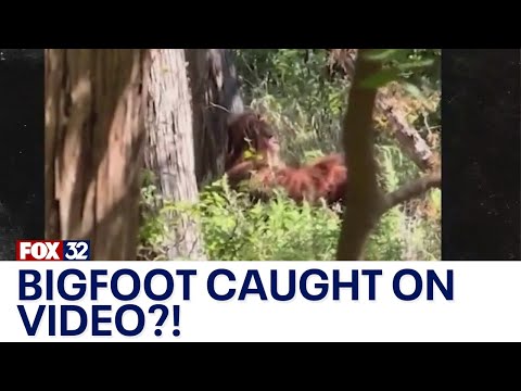 Across America: Bigfoot sighting video goes viral - YouTube
