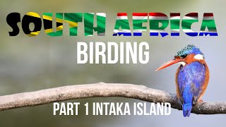 South Africa Birding Part 1 Intaka Island