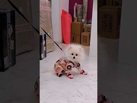 Обувь для Пипы 🧦🐶 #dog #doglover #dogshorts #dogs #puppy #cutedog #funnydogs #animals #шпиц #собака