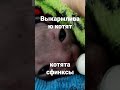 Выкармливаю котят сфинксов с рождения.Бутылочку с соской не сосут.Пользуюсь маленьким шприцом.