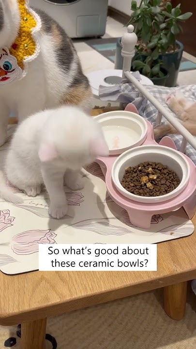 let-your-cat-eats-in-a-better-posture-youtube