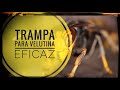 Trampa para VELUTINAS 🤪 || avispas ASIÁTICAS || Salvemos las 🐝 ABEJAS 🐝