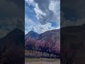 Blossoms in Yasin Valley, where spring paints the mountains in soft pink dreams 🌸 #yasinvalley