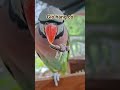 Hướng dương vẹt ăn thế nào? Sunflower seeds for parrot
