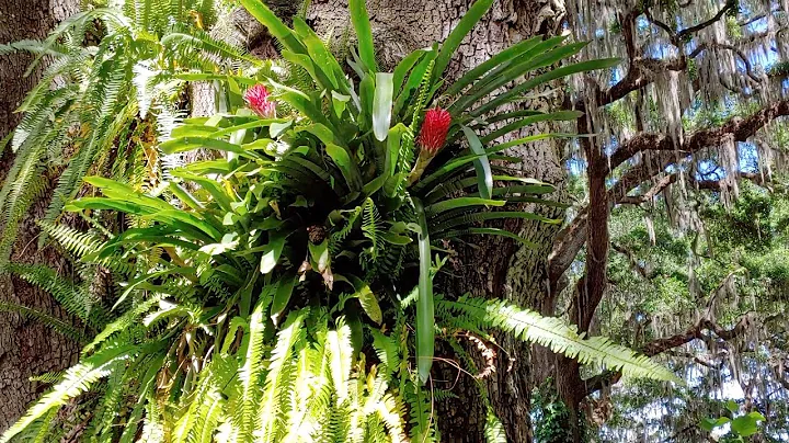 A Quick Tour of Kathleen's Garden in Plant City.