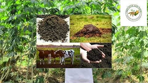 Do you Actually Need FERTILIZER in your Cassava Farming🤔?  EP: 5