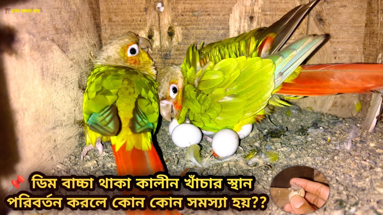 ডিম বাচ্চা থাকাকালিন খাঁচার স্থান পরিবর্তন || কোন ধরনের সমস্যা হয় || 