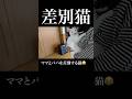 【爆笑😂】ママとパパを差別する猫😂 #猫 #猫のいる暮らし #保護猫 #おもしろい猫