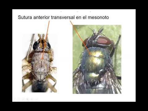 Vídeo: Culicoides Latreille Al Sol: Inventario Faunístico De Especies De Culicoides (Diptera: Ceratopogonidae) En Mayotte (Archipiélago De Las Comoras, Océano Índico)