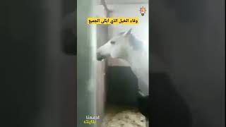 وفاء الخيل الذي ابكى صاحبه ، حصان عندما قام صاحبه بتجويعه حدث شيء صادم #shorts