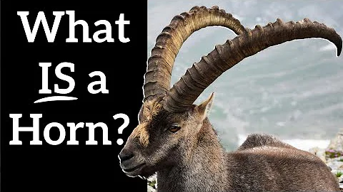 What IS a Horn? - Animals That Don't Really Have Horns