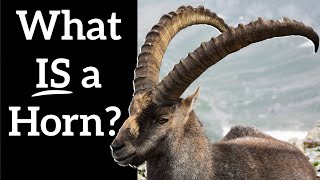 What IS a Horn? - Animals That Don't Really Have Horns