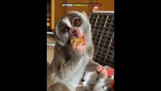 Other Animals Eating Vs This Animal ☠️ #trollface #usa #troll #edit #fyp