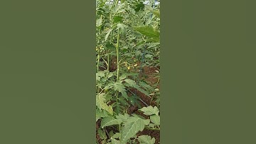 Tomatoes guided vertically on the string #short # tomatofarming #trellis