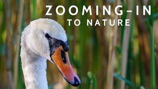 Zoom in to Nature by Viewfinder Mastery 642 views 11 months ago 2 minutes, 49 seconds