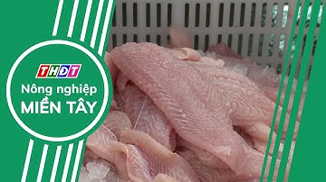 Xuất khẩu cá tra khởi sắc | Nông nghiệp Miền Tây