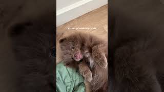 Для маленьких пушистиков! Пенка-шампунь для щенков и котят ВБ #269936865