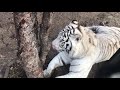 Добрые спасатели тигров! Tigers in Crimea