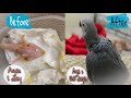 How African Gray Parrot grow up from eggs until fly