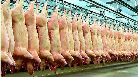 Modern Pig Farm - Fresh Pork Production Process - Automatic Pork Cutting Line Machine -  Pork Plant