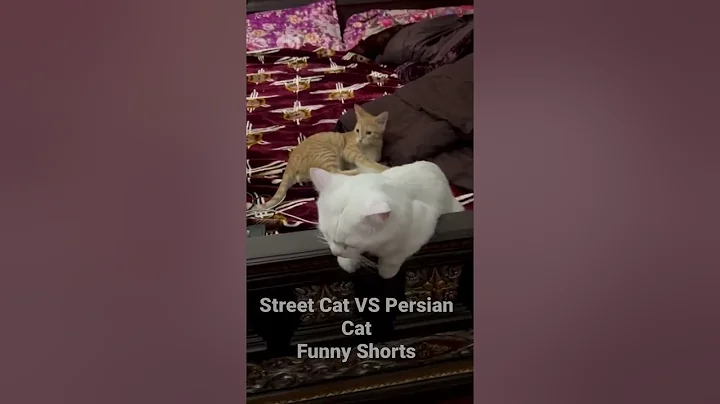 Watch the video about Street Cat VS Persian Cat | Funny Clip | Friendly Shorts Clip | Our Cute Cats | Short Viral | Shorts