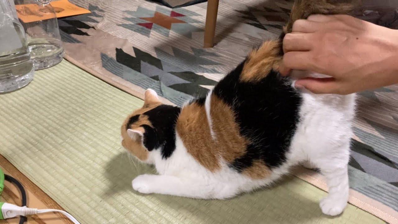 三毛猫】しっぽは触りたい放題な猫（2023年7月8日） - YouTube