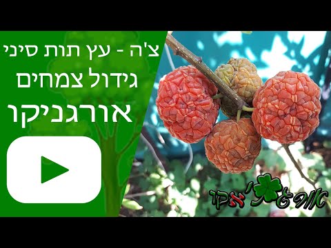 וִידֵאוֹ: עץ מיובש בכבשן: איזה עץ עדיף-לחות מיובשת או טבעית? כיצד ניתן להבחין בין עץ יבש ומהו? מוט לייבוש ואקום