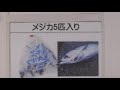 メジカとムロアジ。釣り堀用、クエ釣り用のエサに大人気。これからのシーズン非常に良く売れます。