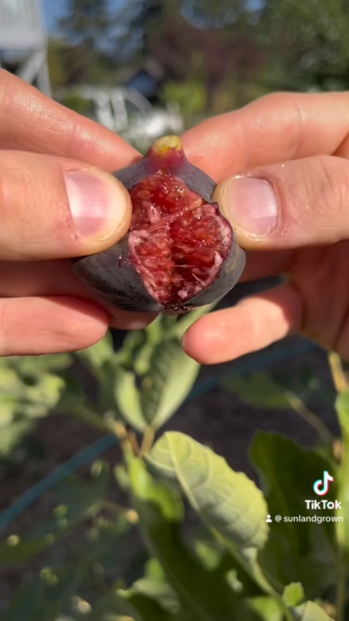 thumbnail image 2 of 2 Violet De Bordeaux Fig Trees - Edible Live Plants, Dwarf Fig For Outdoor Growing 2 of 4