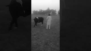 nili ravi bull #neliravi Lahori bull suraj blood line neli ravi bull video #neliravi Lahori bull nili ravi bull #neliravi Lahori bull suraj blood line neli ravi bull video #neliravi Lahori bull