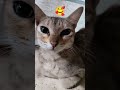 my chat is my 🥰🥰🥰🥰🥰 world🥰🥰🥰 #dropshipping #cat #helpmemakethismakesense #lifeisbutadream #funny