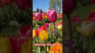 Edinburgh tulip festival #scotland #edinburgh #bbc #nature #tulip #flowers