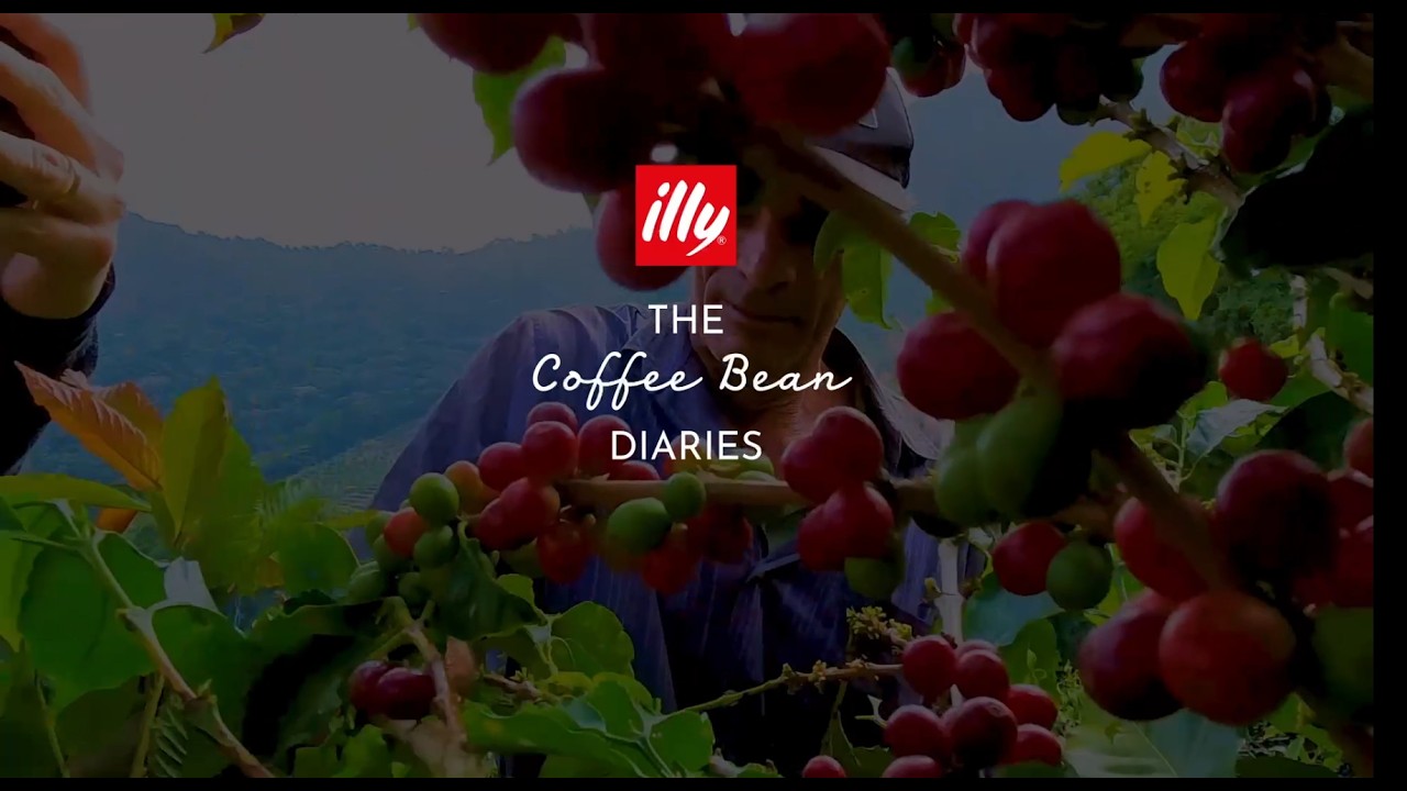 The Coffee Bean Diares