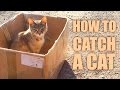 How to Catch a Cat 😼