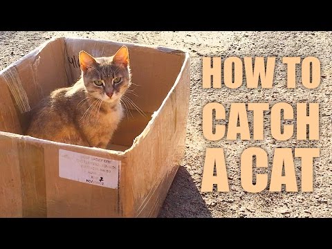 बिल्ली कैसे पकड़ें