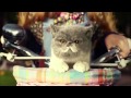 The Girl On A Bike With A Singing Cat Advert [Parody]