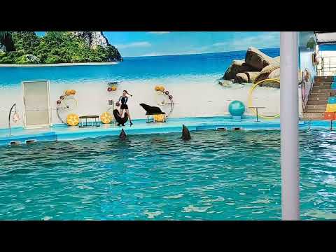 Dolphin Bay- Phuket, Thailand – Dolphin Show #thailand #dolphinshow #phukettrip #thailandtravel 💯✅🌆