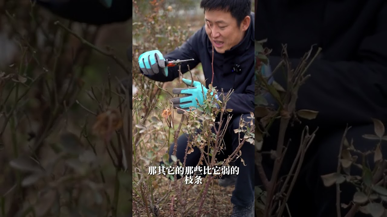 冬天幻紫这样剪，坐等明年满枝花开【天狼说月季】