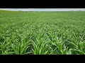North Farm Crop Tour