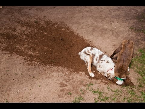 Как отучить собаку копать ямы