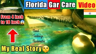 FLORIDA GAR CARE IN INDIA | Price, Tanksize, Best Food Longnose Gar Growth Rate Monster Fish India